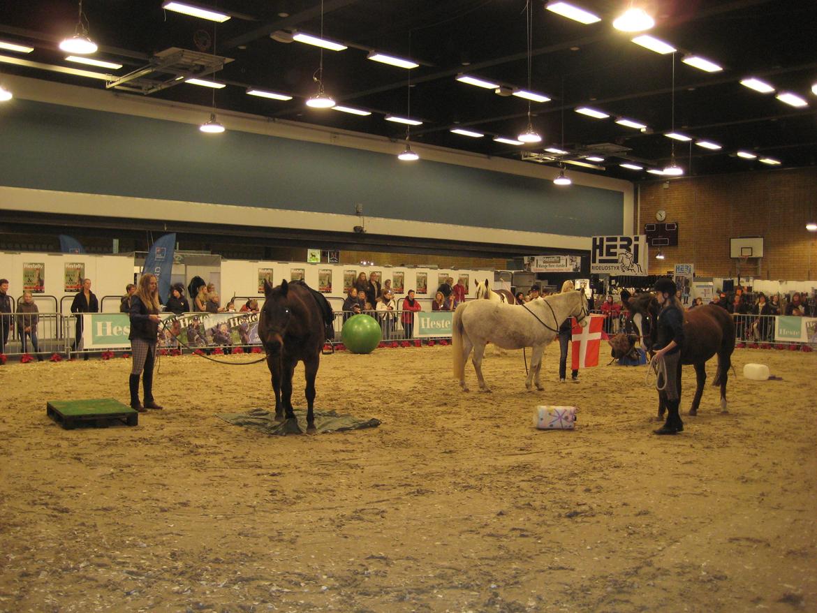 Dansk Varmblod Feebie (Fritze) - Opvisning Hesteliv billede 5