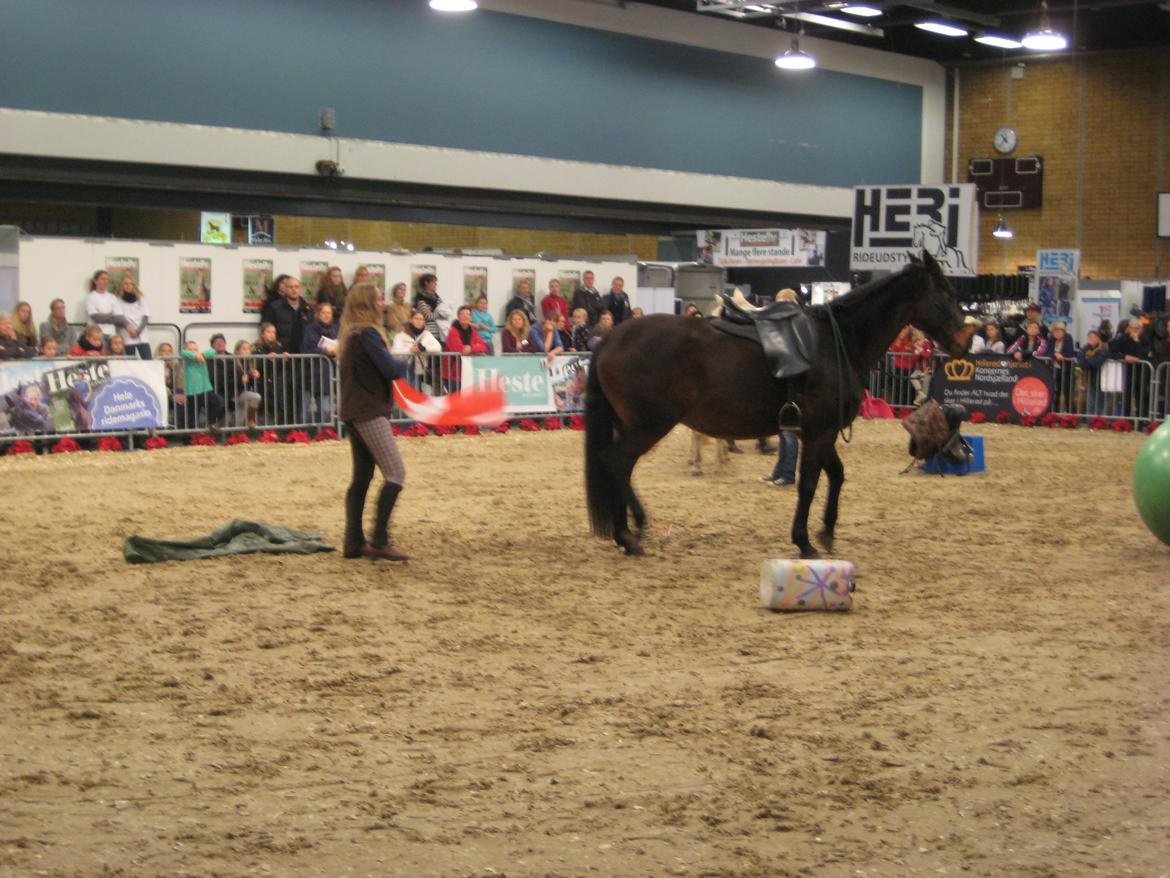 Dansk Varmblod Feebie (Fritze) - Opvisning Hesteliv billede 6