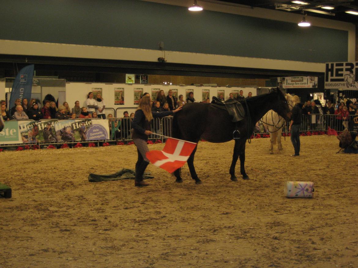 Dansk Varmblod Feebie (Fritze) - Opvisning Hesteliv billede 7