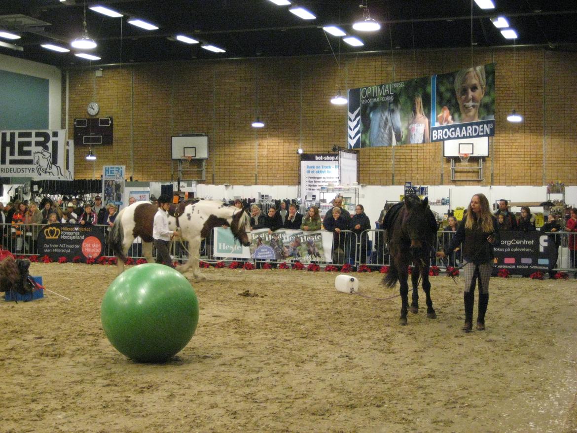 Dansk Varmblod Feebie (Fritze) - Opvisning Hesteliv billede 8