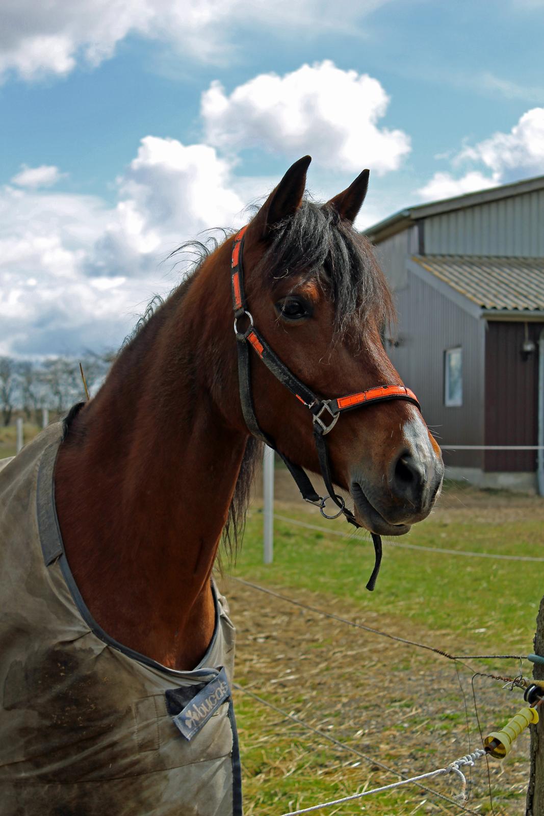 Anden særlig race Brilliant Sky (Billy) billede 20