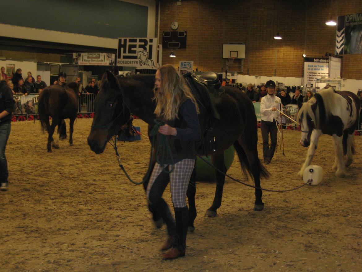 Dansk Varmblod Feebie (Fritze) - Opvisning Hesteliv billede 9