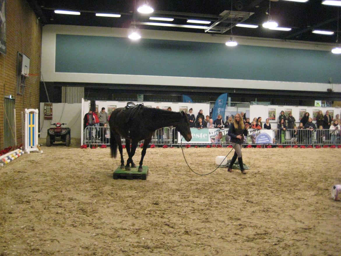 Dansk Varmblod Feebie (Fritze) - Opvisning Hesteliv billede 10