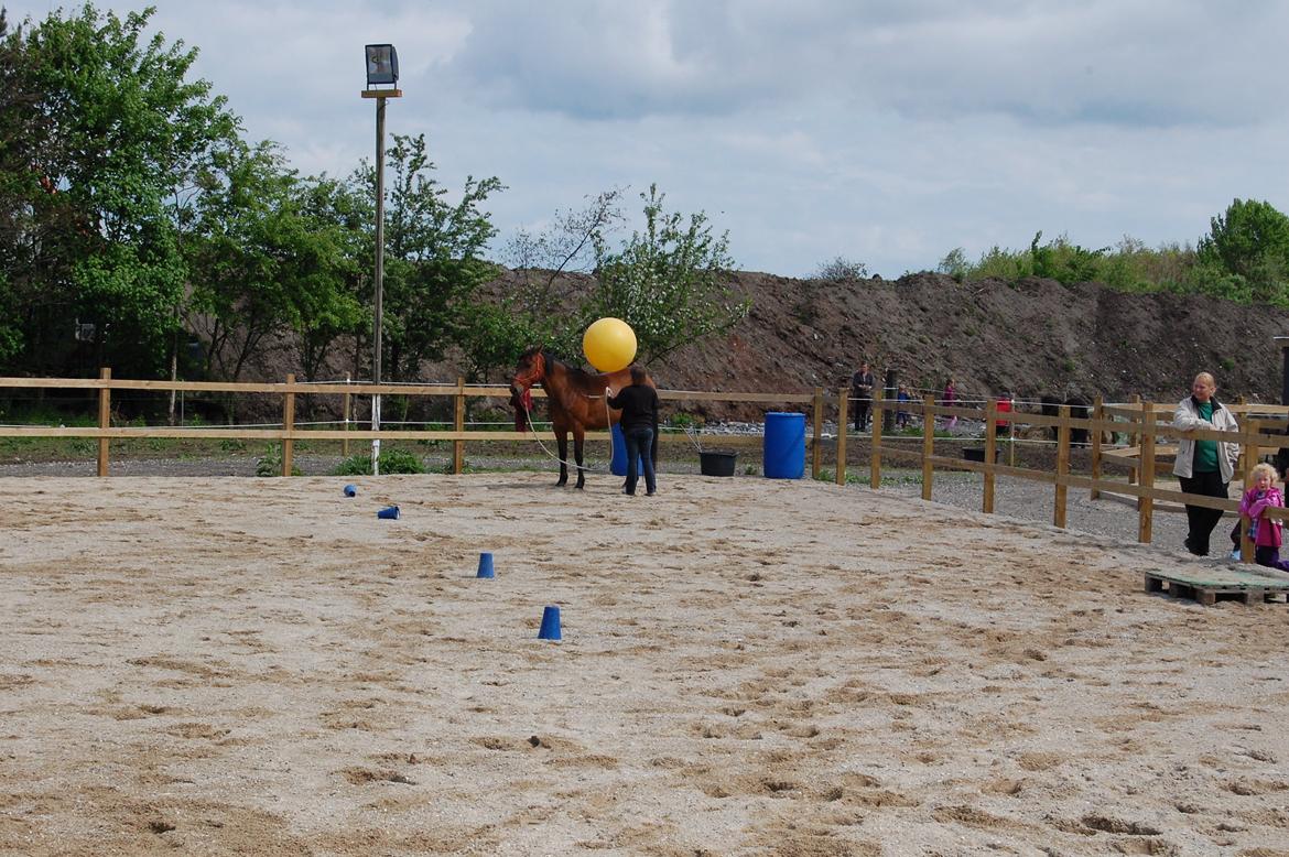 Dansk Varmblod Feebie (Fritze) billede 11