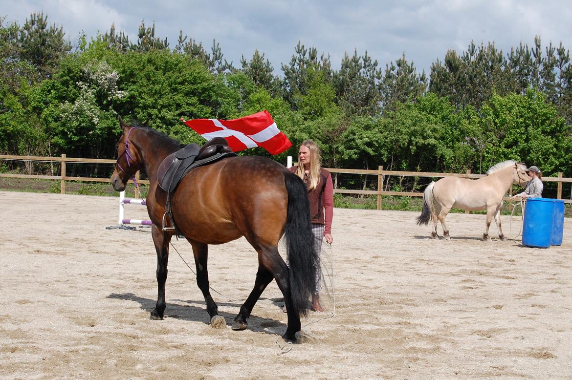 Dansk Varmblod Feebie (Fritze) - Opvisning Trollemosen, Allerød maj 2013 billede 12