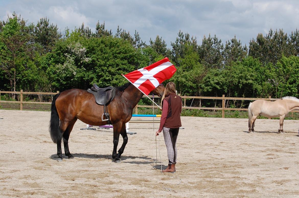 Dansk Varmblod Feebie (Fritze) - Opvisning Trollemosen, Allerød maj 2013 billede 13