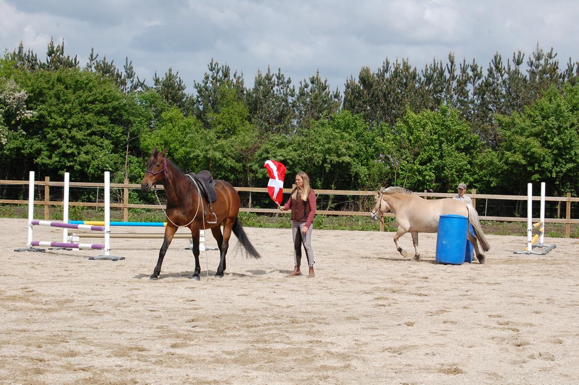Dansk Varmblod Feebie (Fritze) - Opvisning Trollemosen, Allerød maj 2013 billede 14