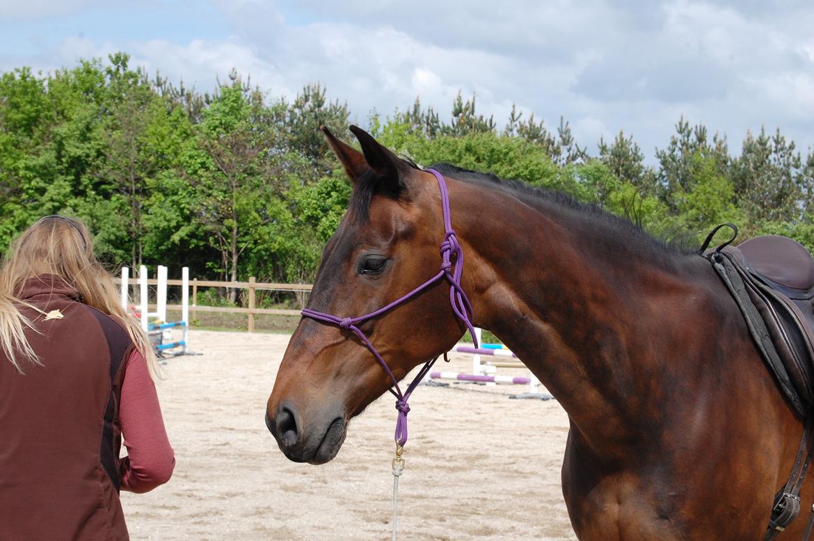 Dansk Varmblod Feebie (Fritze) - Opvisning Trollemosen, Allerød maj 2013 billede 15