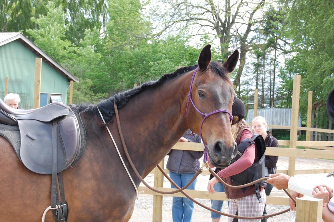 Dansk Varmblod Feebie (Fritze) - Opvisning Trollemosen, Allerød maj 2013 billede 16