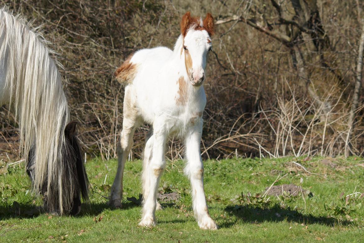 Irish Cob Hauge´s Milo billede 2