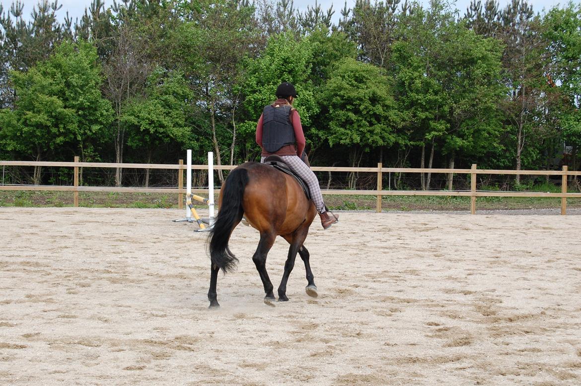 Dansk Varmblod Feebie (Fritze) - Opvisning Trollemosen, Allerød maj 2013 billede 17