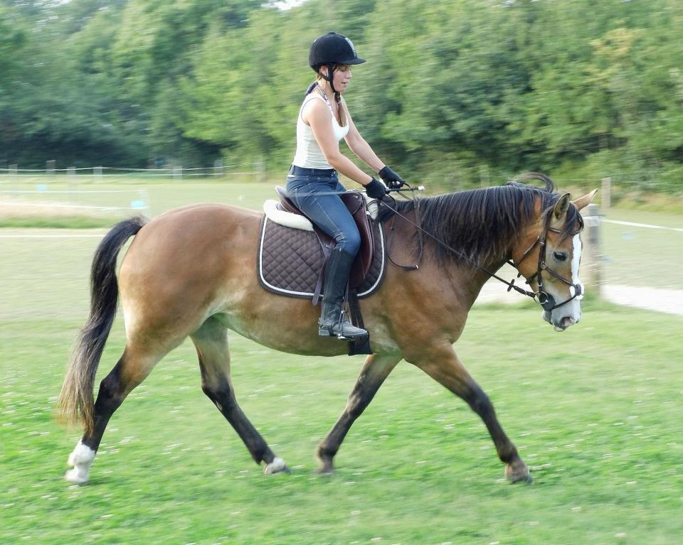 Anden særlig race Wariant<3 My Pride! Himmelhest - 20.08.12 billede 2