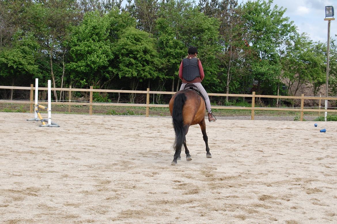 Dansk Varmblod Feebie (Fritze) - Opvisning Trollemosen, Allerød maj 2013 billede 18