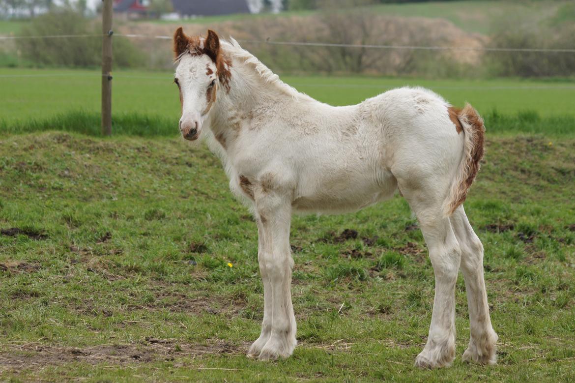 Irish Cob Hauge´s Milo billede 4