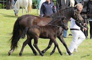 Dartmoor Blissfull Moment's Silver Bell billede 4