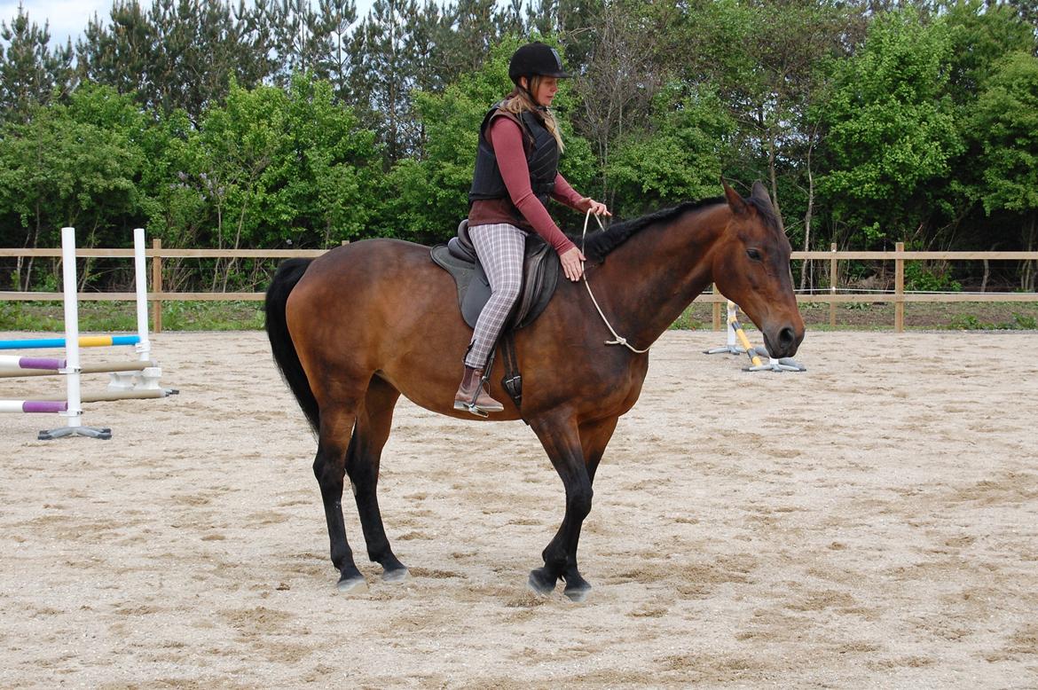 Dansk Varmblod Feebie (Fritze) - Opvisning Trollemosen, Allerød maj 2013 billede 19