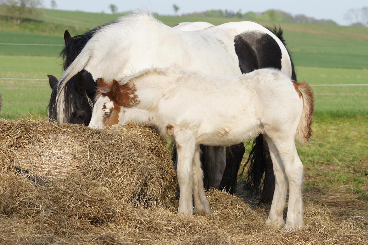 Irish Cob Hauge´s Milo billede 5