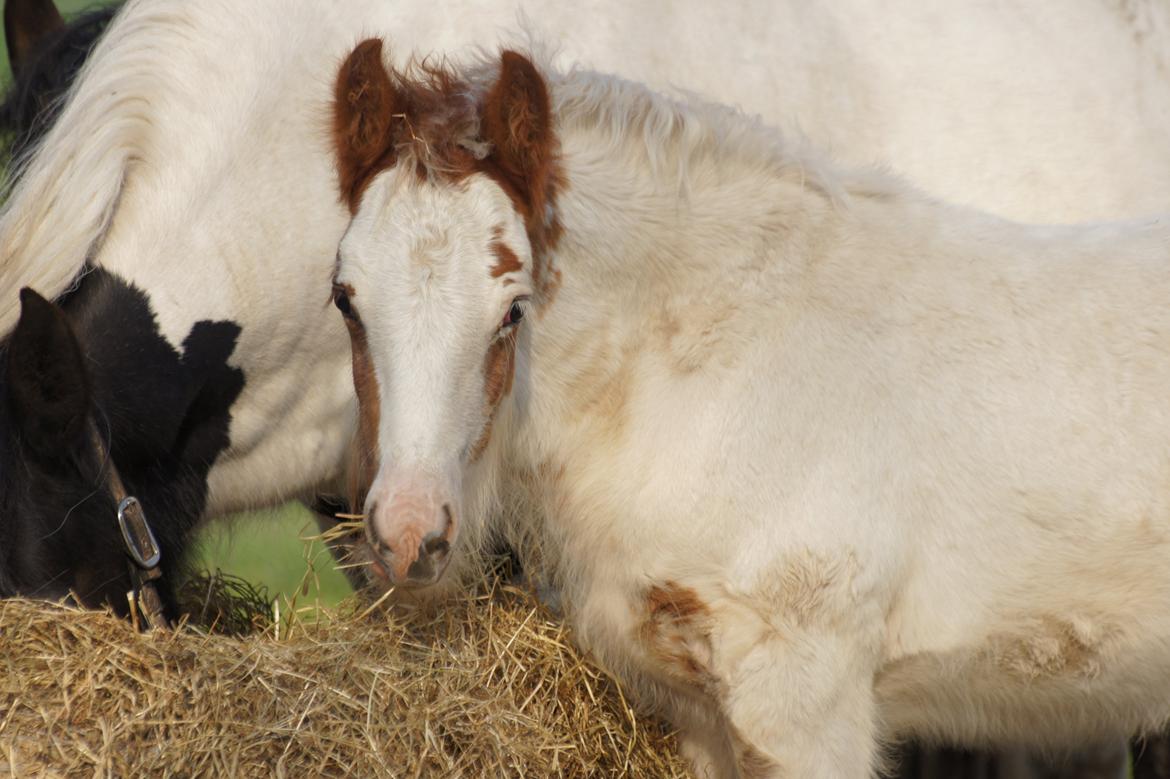 Irish Cob Hauge´s Milo billede 7