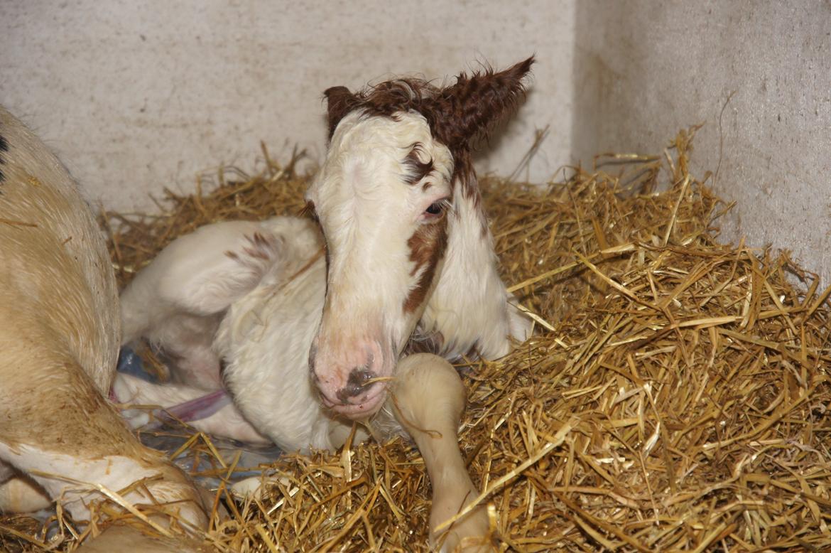 Irish Cob Hauge´s Milo billede 9