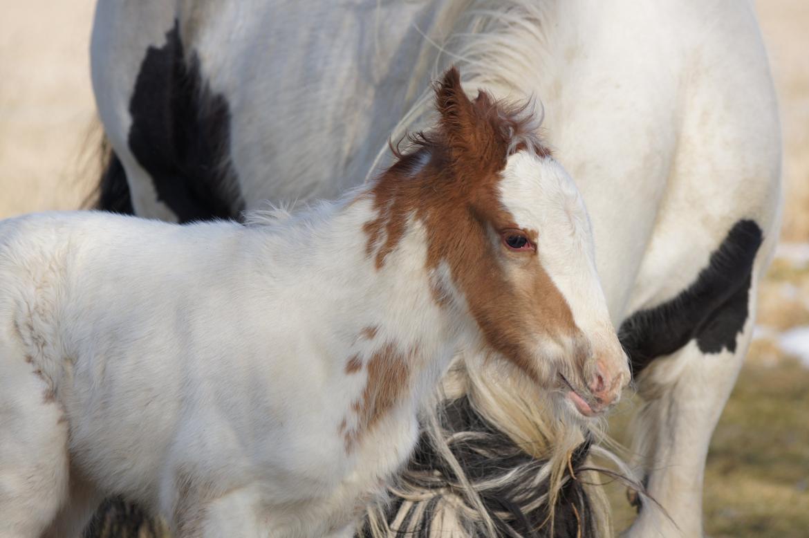 Irish Cob Hauge´s Milo billede 11