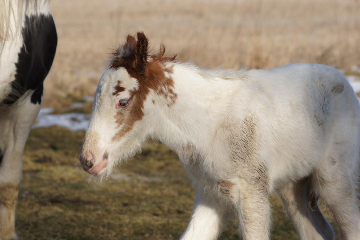 Irish Cob Hauge´s Milo billede 12