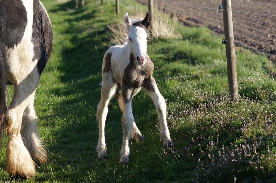 Irish Cob Hauge´s Liam billede 4