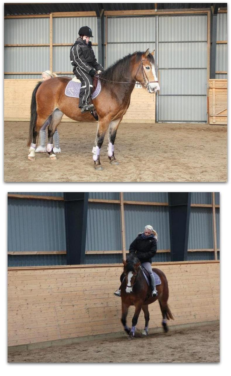 Anden særlig race Wariant<3 My Pride! Himmelhest - 02.04.12 Øverst: Jeg på Wante. Nederst: Katja Rasmussen på hende. billede 5