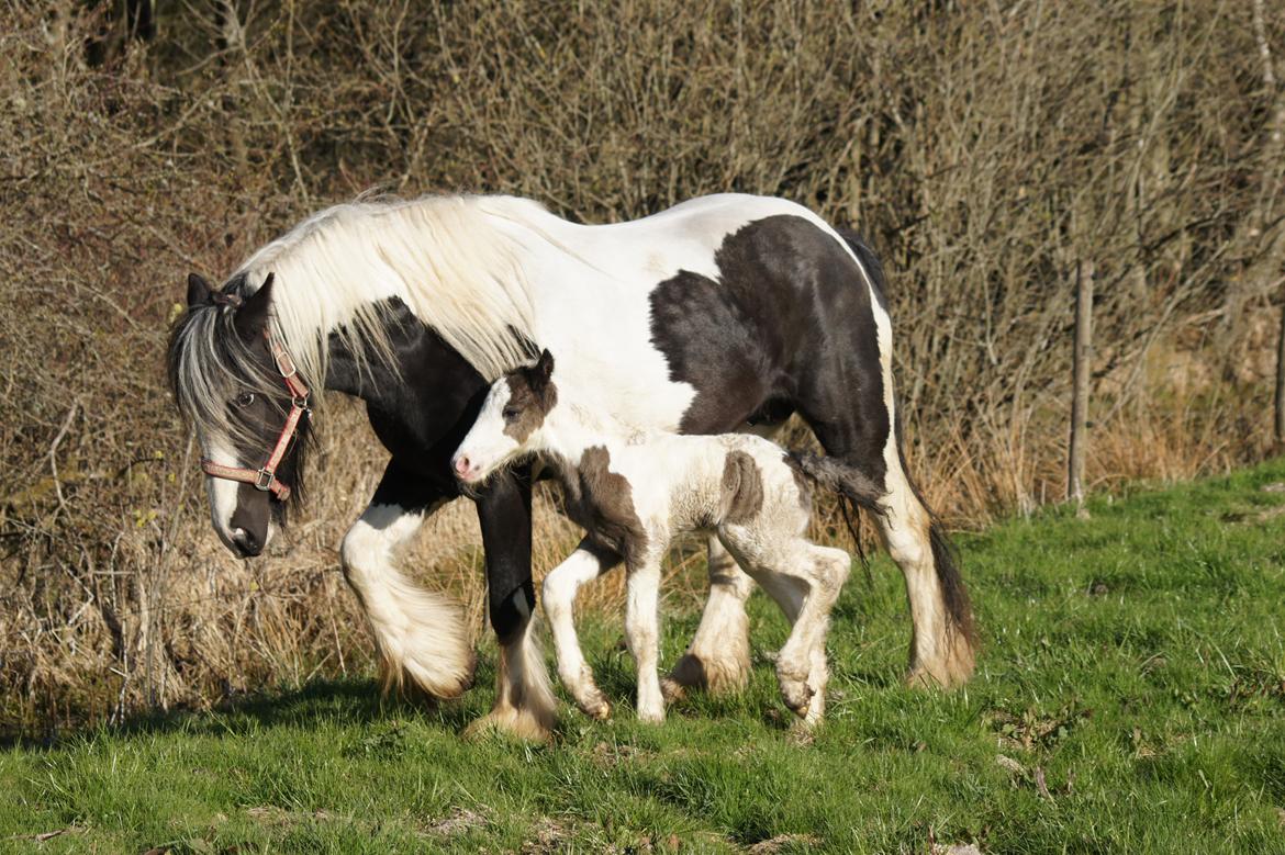 Irish Cob Hauge´s Liam billede 5