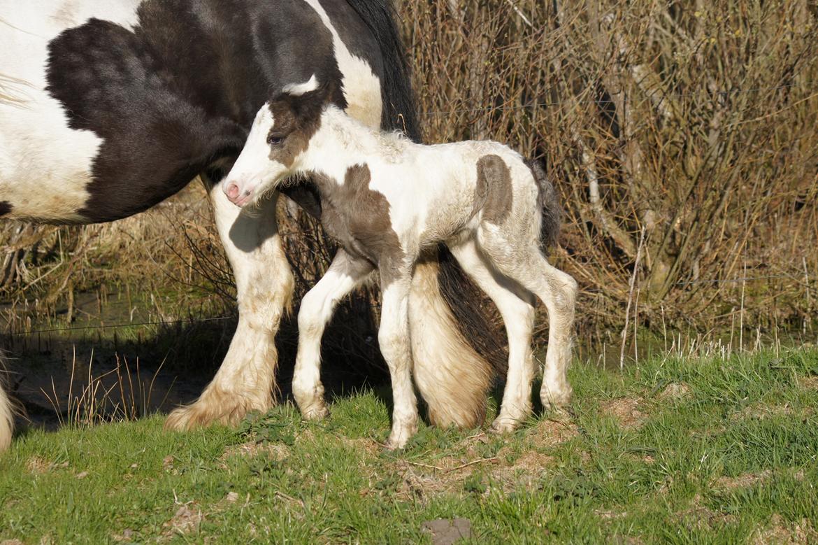 Irish Cob Hauge´s Liam billede 6