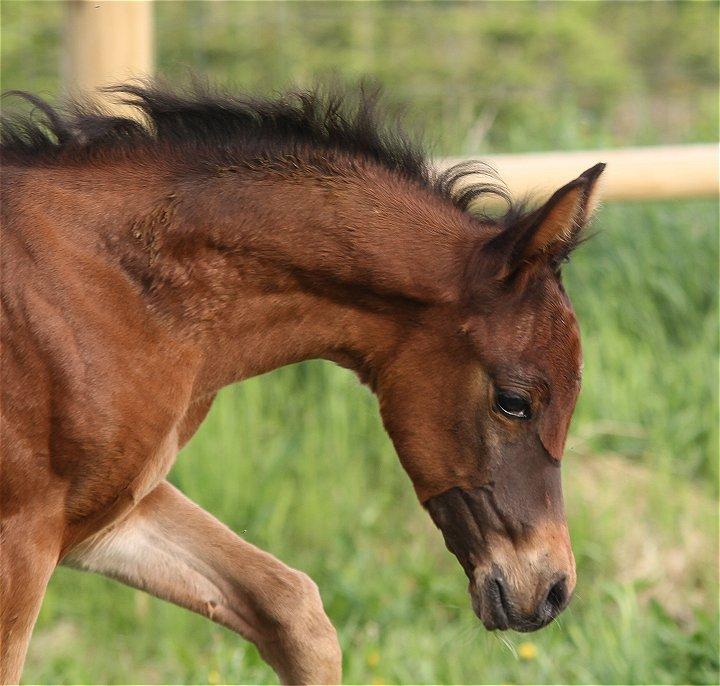 Arabisk fuldblod (OX) Casillas Cosh - Smukke Casillas!

Billedet er taget af Charlotte - Davidson Arabians billede 7