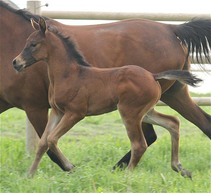 Arabisk fuldblod (OX) Casillas Cosh billede 10