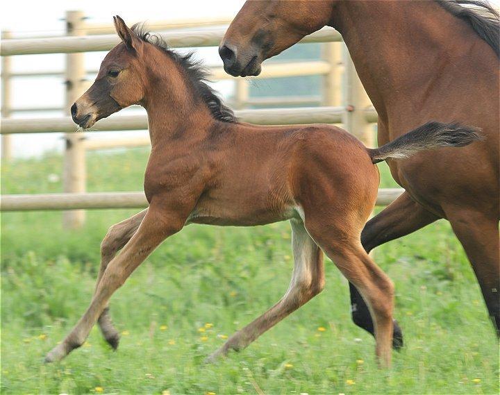 Arabisk fuldblod (OX) Casillas Cosh - Billedet er taget af Charlotte - Davidson Arabians billede 11