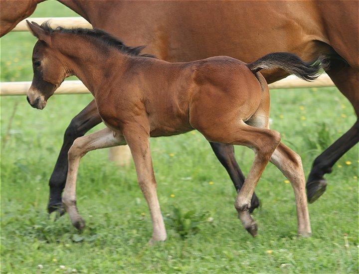 Arabisk fuldblod (OX) Casillas Cosh - Billedet er taget af Charlotte - Davidson Arabians billede 12