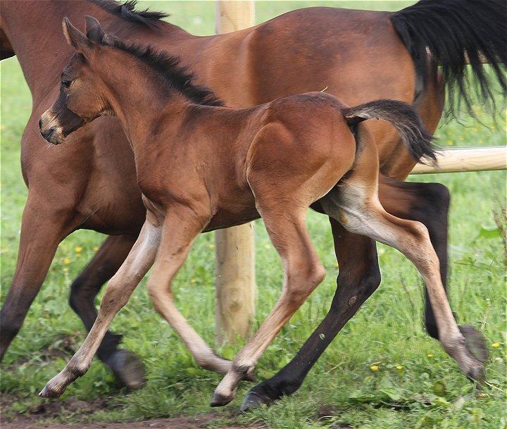 Arabisk fuldblod (OX) Casillas Cosh - Billedet er taget af Charlotte - Davidson Arabians billede 13