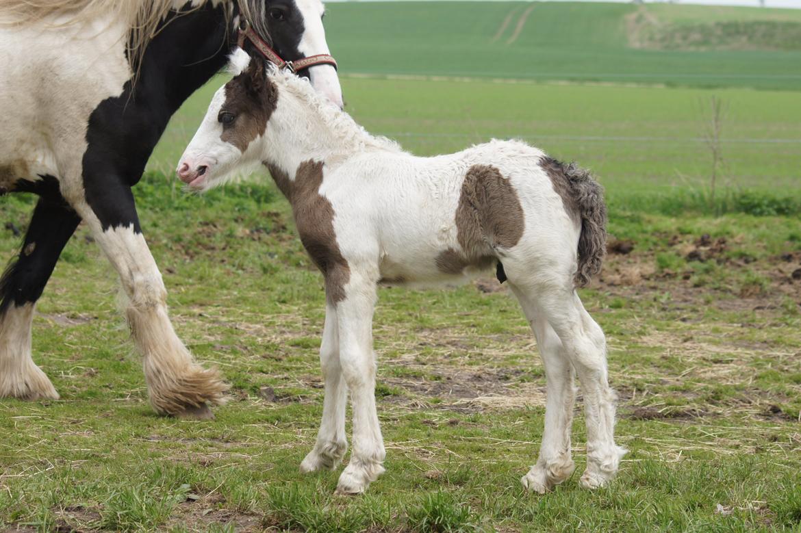 Irish Cob Hauge´s Liam billede 12