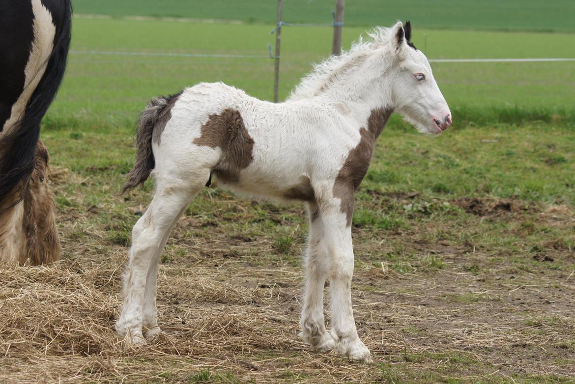 Irish Cob Hauge´s Liam billede 16