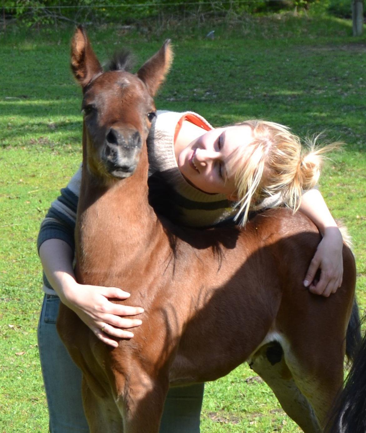 Arabisk fuldblod (OX) Casillas Cosh - Min lille kælebasse <3  billede 17