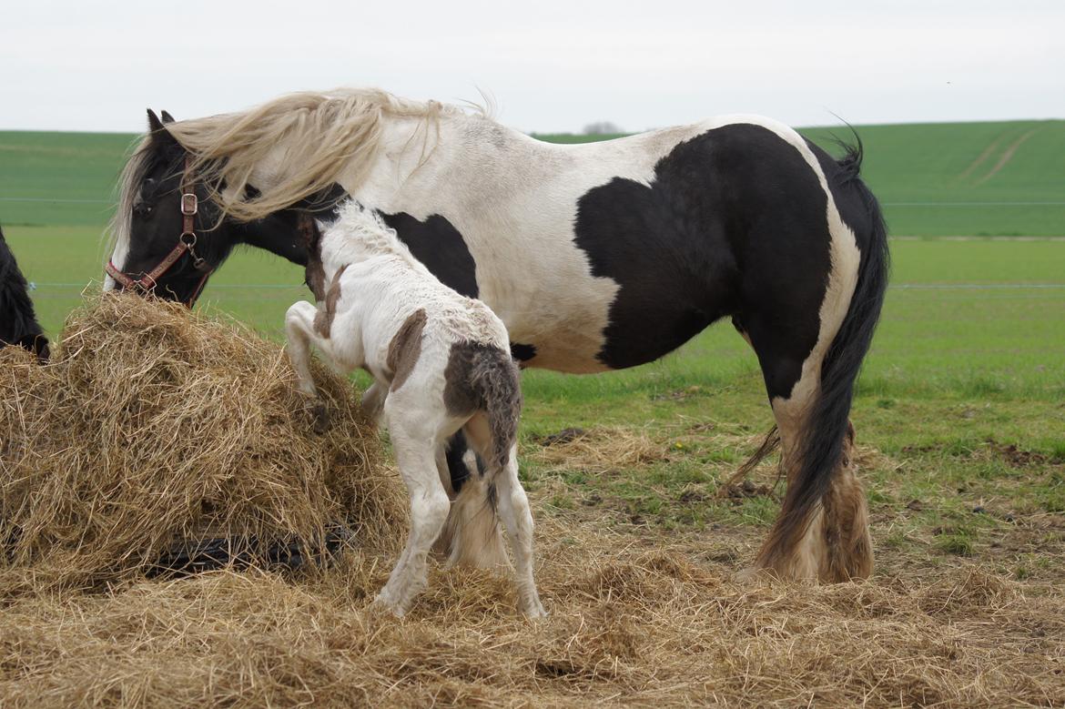 Irish Cob Hauge´s Liam billede 17