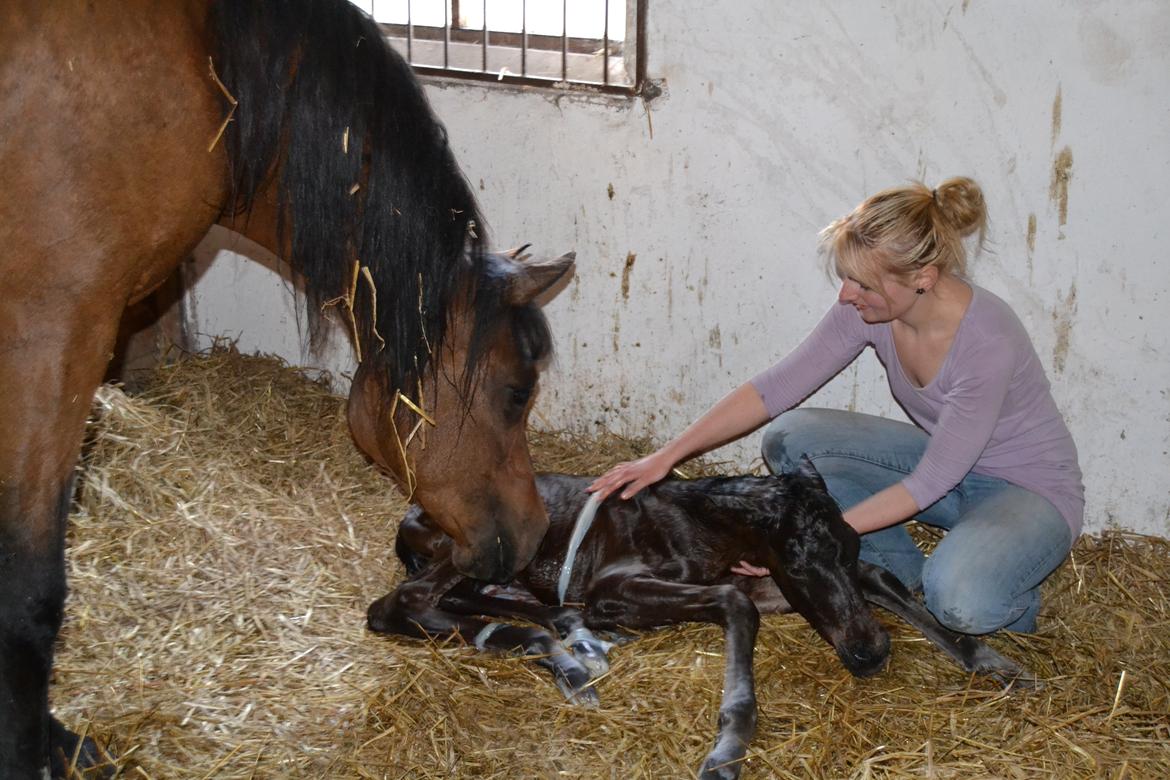 Arabisk fuldblod (OX) Casillas Cosh - Velkommen til verden Casillas billede 4