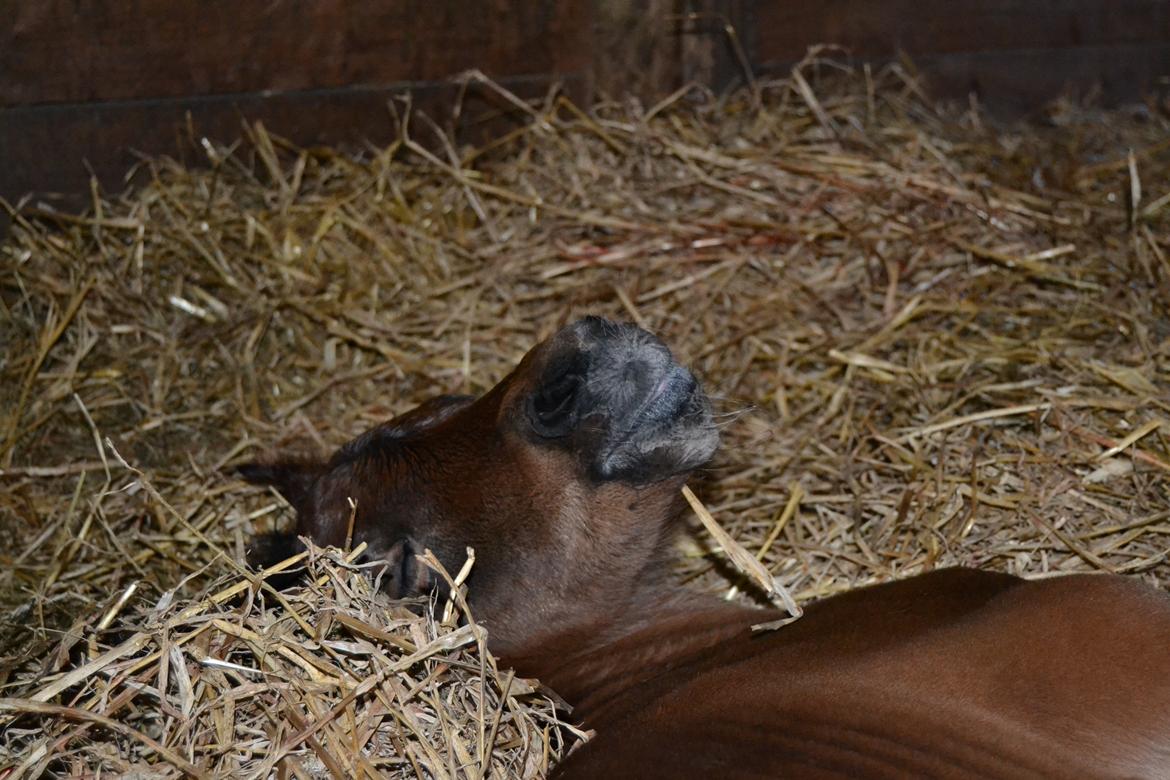 Arabisk fuldblod (OX) Casillas Cosh - Det er hårdt at blive til... billede 5