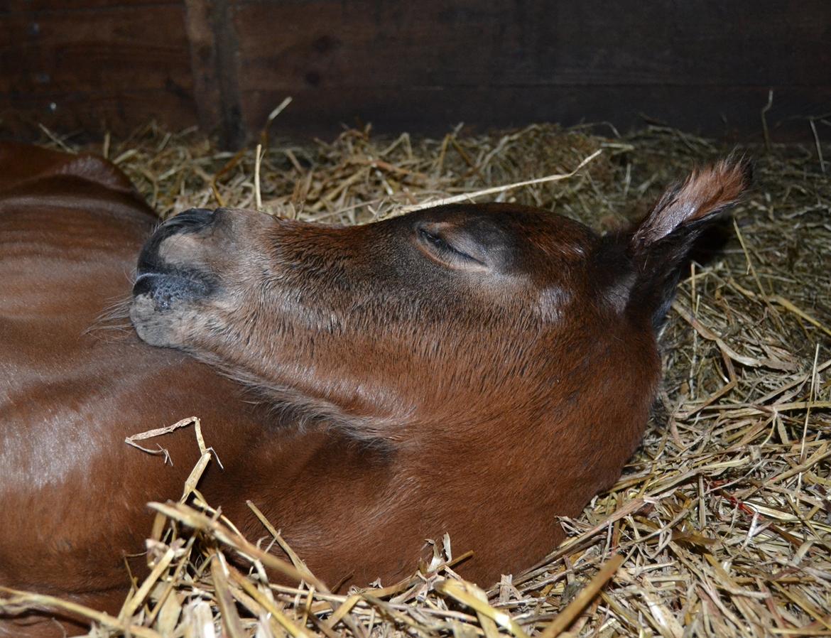 Arabisk fuldblod (OX) Casillas Cosh billede 6