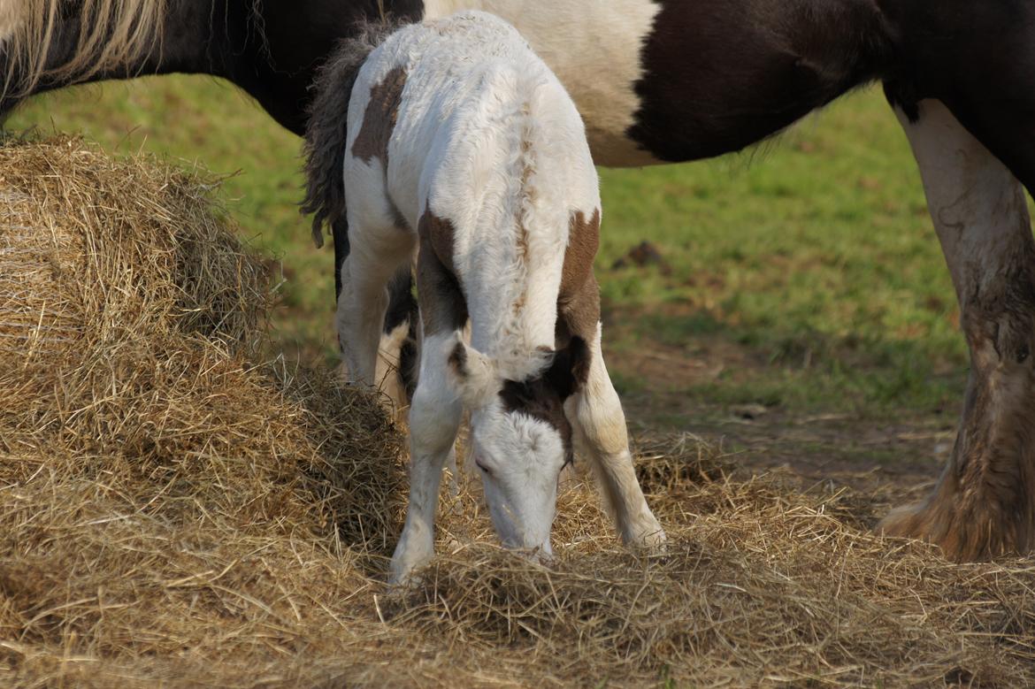 Irish Cob Hauge´s Liam billede 19