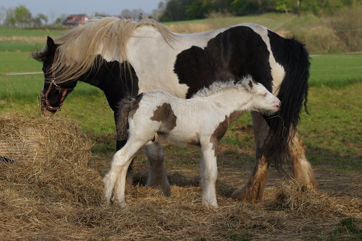 Irish Cob Hauge´s Liam billede 20