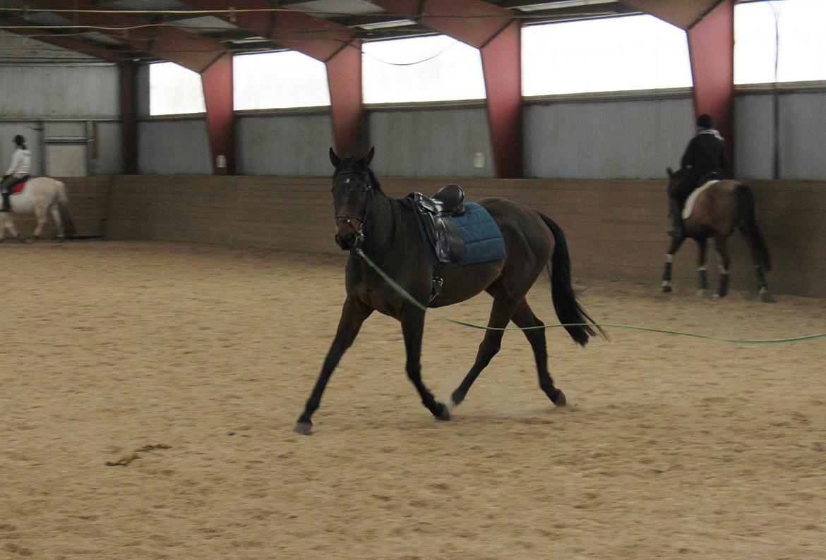 Fuldblod (XX) Lucky Shot - Igang med longering og tilridning :-) billede 11