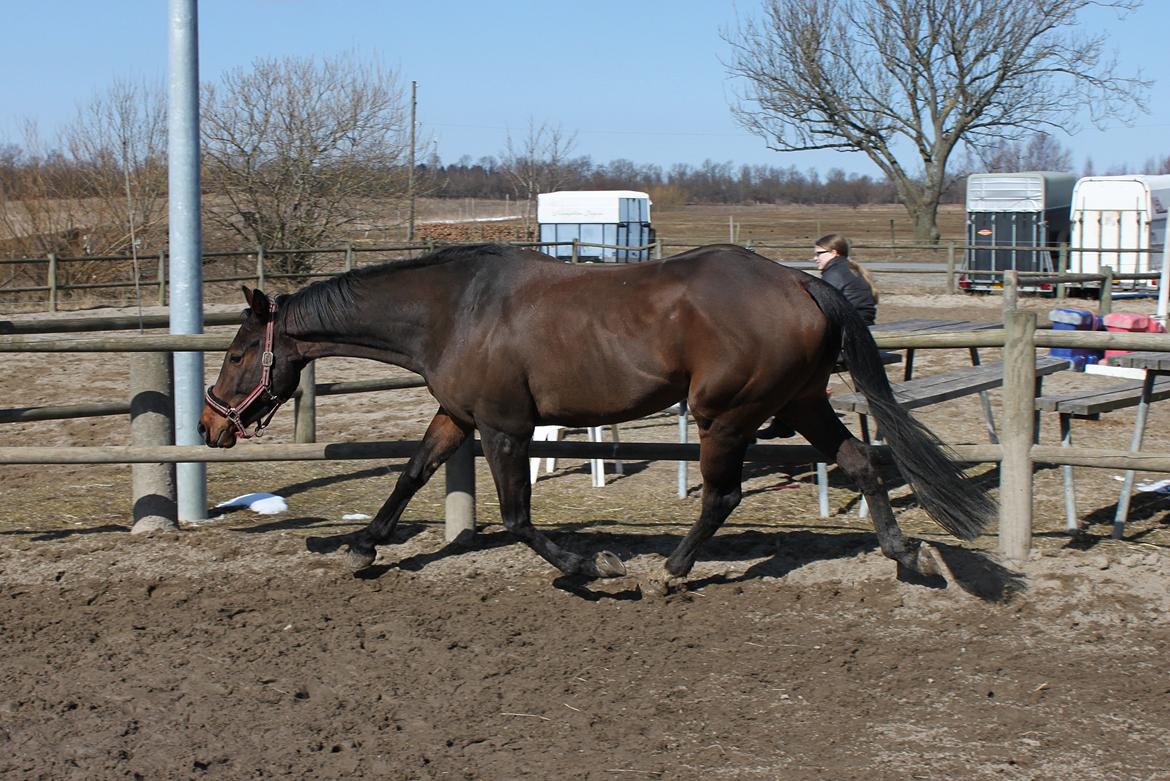 Fuldblod (XX) Lucky Shot billede 13