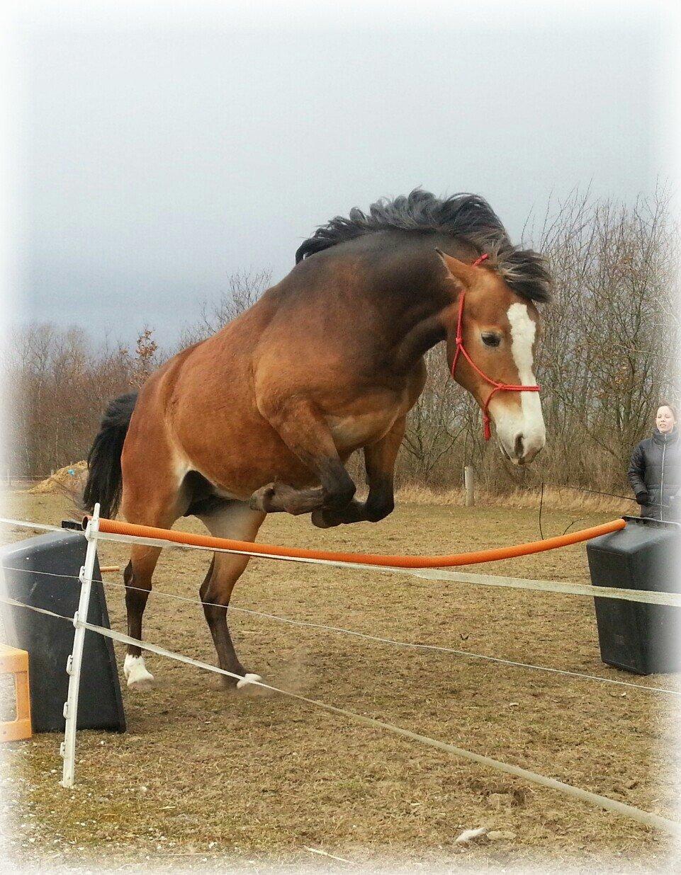 Anden særlig race Wariant<3 My Pride! Himmelhest - Lille hophest :-) 07.04.13 billede 17