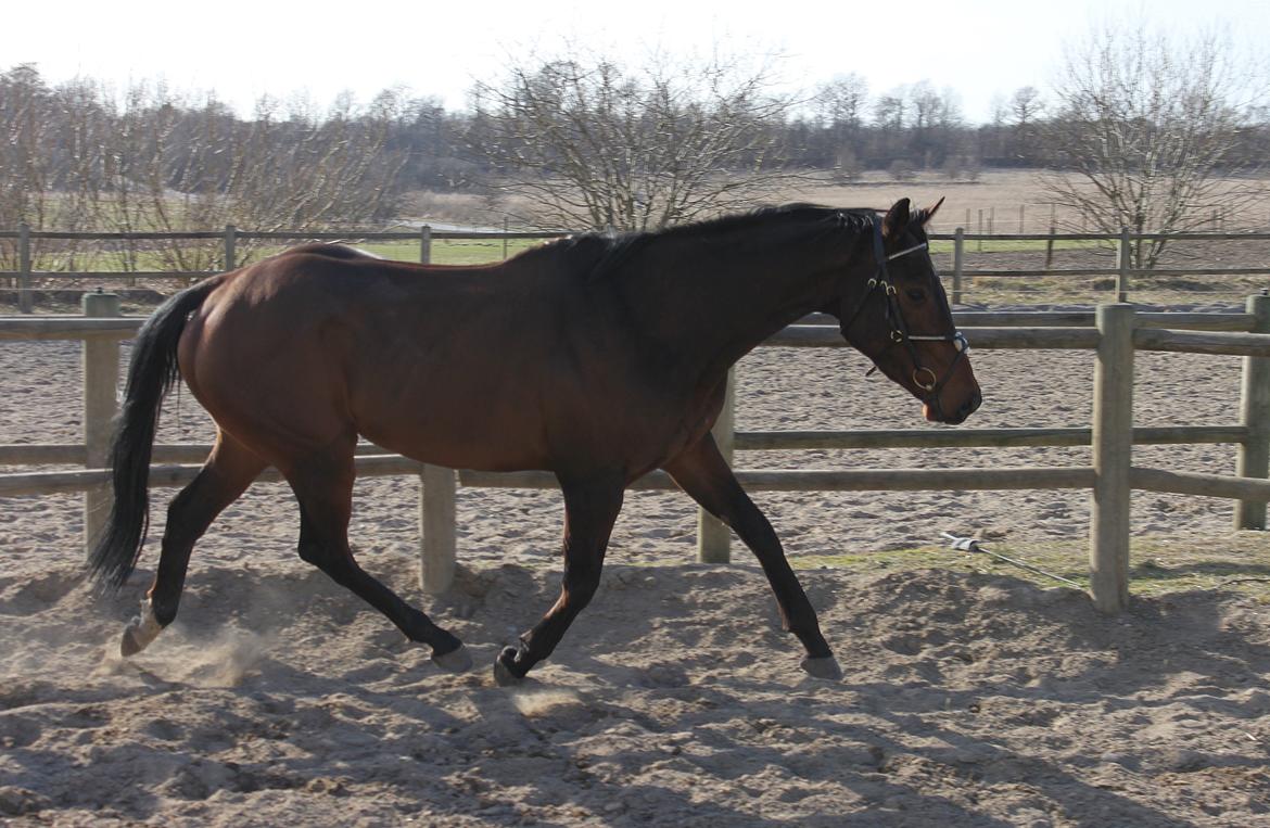 Fuldblod (XX) Lucky Shot billede 18