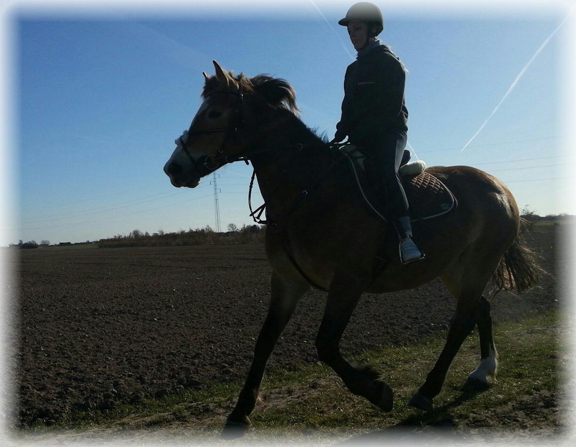 Anden særlig race Wariant<3 My Pride! Himmelhest - 20.04.13 billede 19