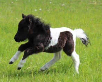 Shetlænder Pindstruphavens Amy - Lille turbo pony ! billede 2