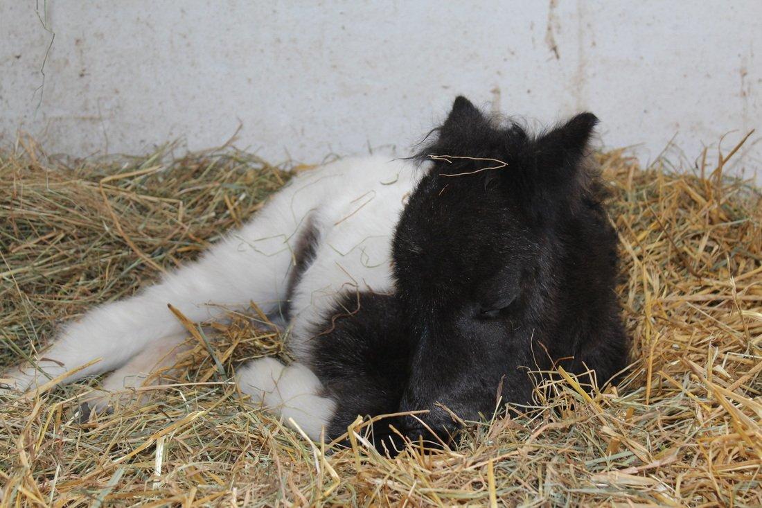 Shetlænder Pindstruphavens Amy - Meget træt billede 11